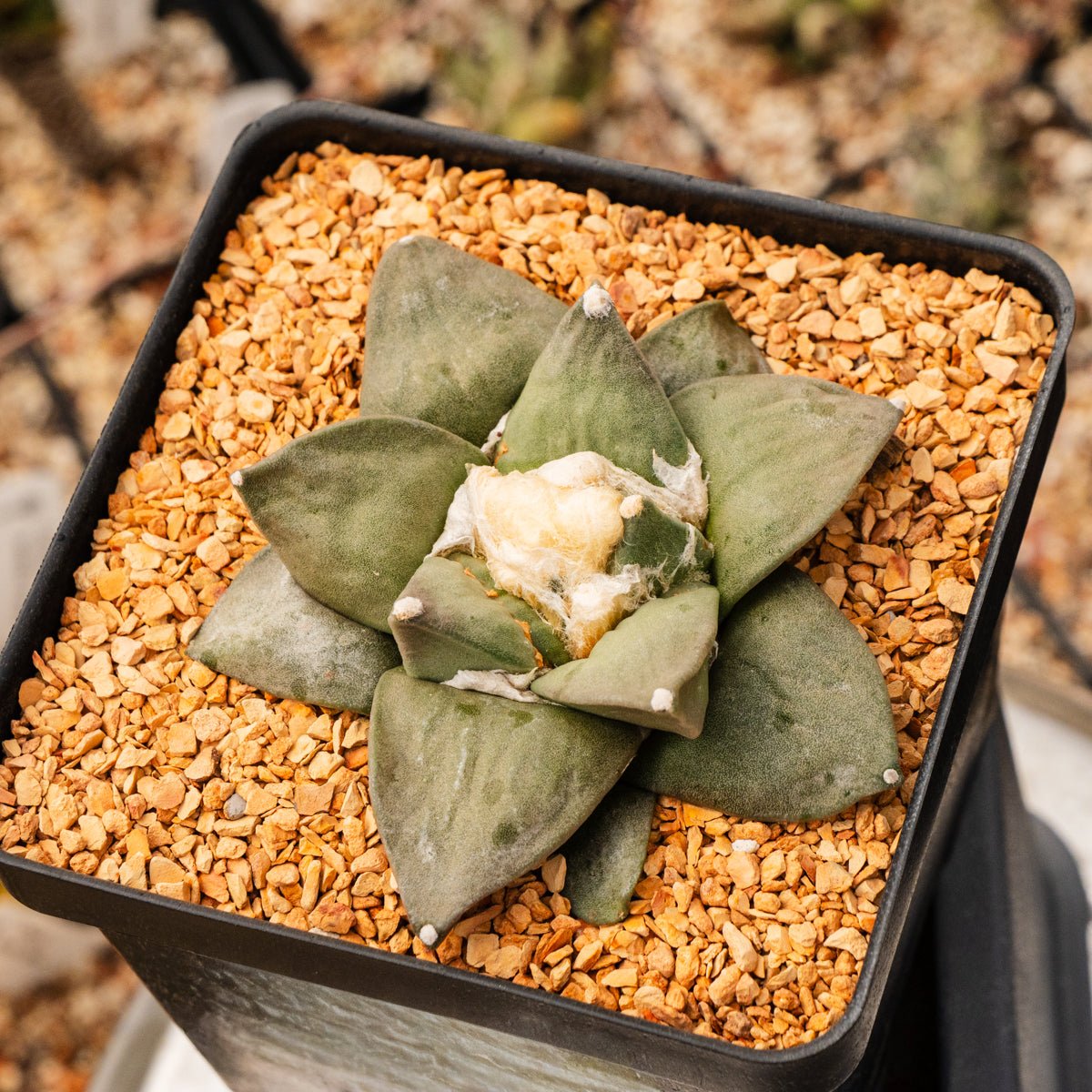 Ariocarpus retusus - Vivid Root