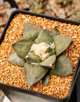 Ariocarpus retusus - Vivid Root
