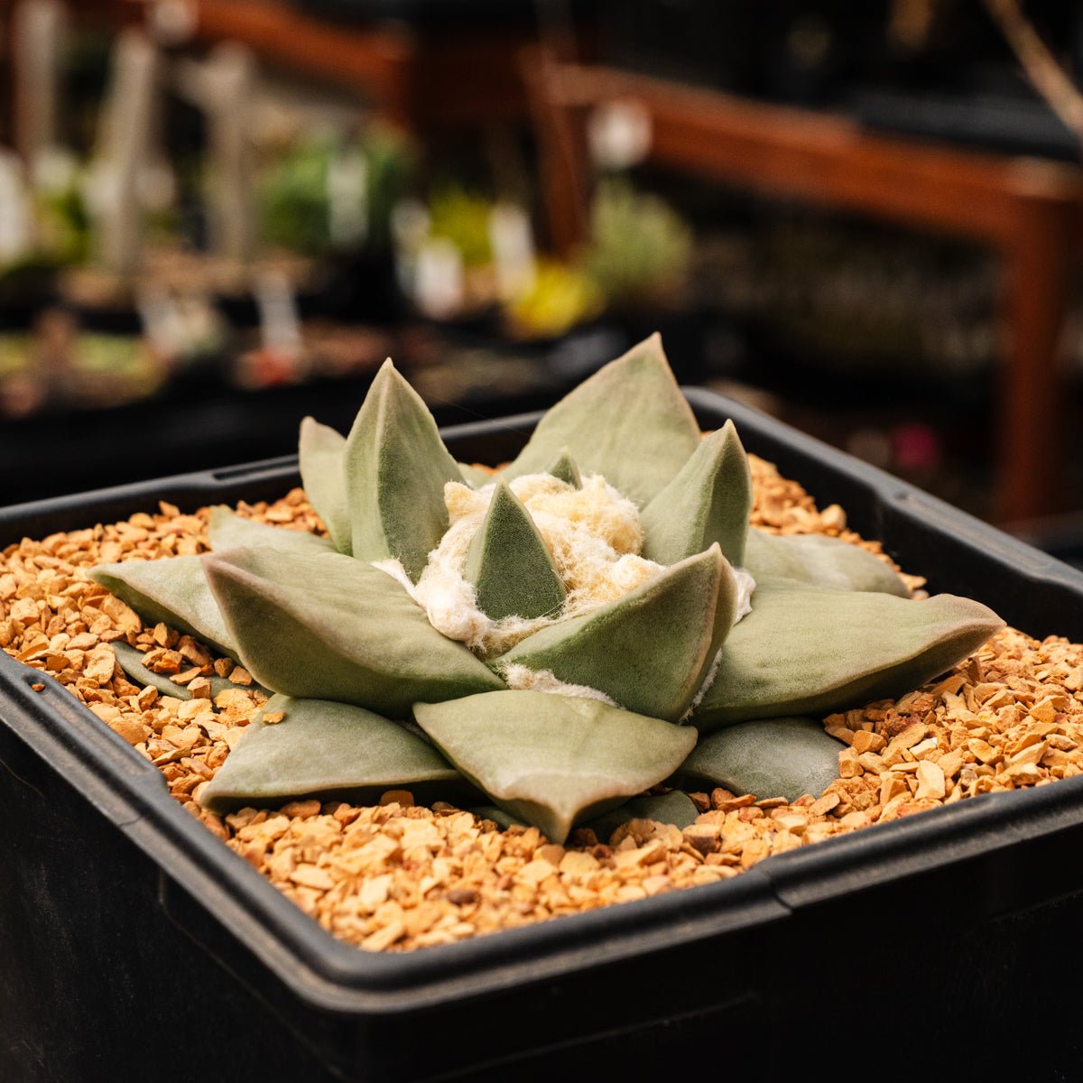 Ariocarpus retusus - Vivid Root