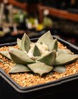 Ariocarpus retusus - Vivid Root