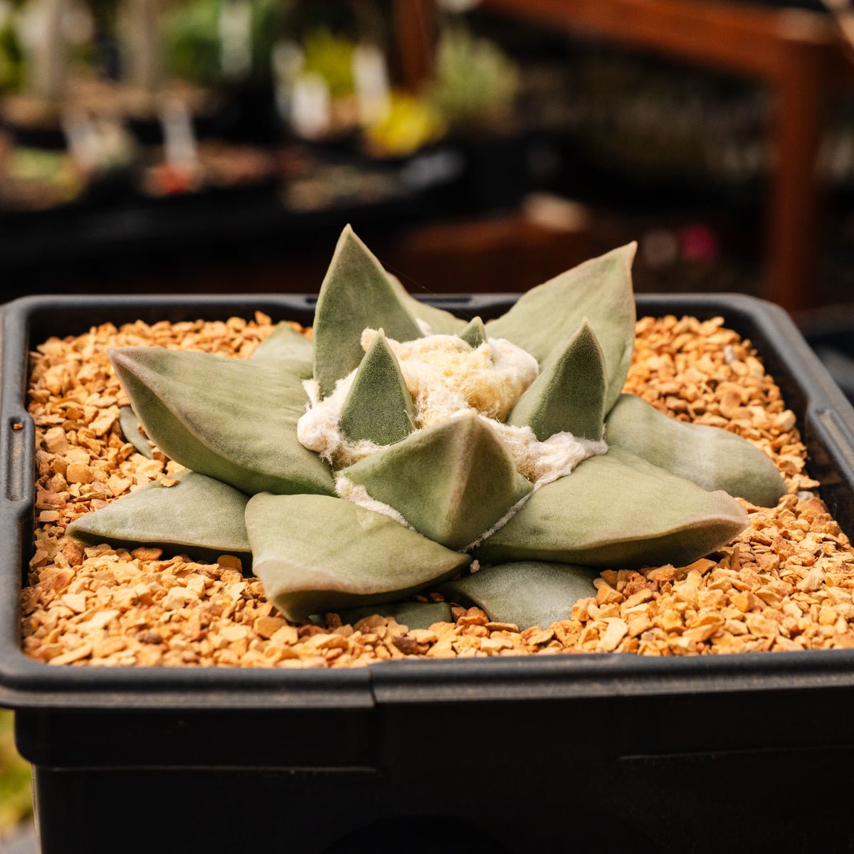 Ariocarpus retusus - Vivid Root