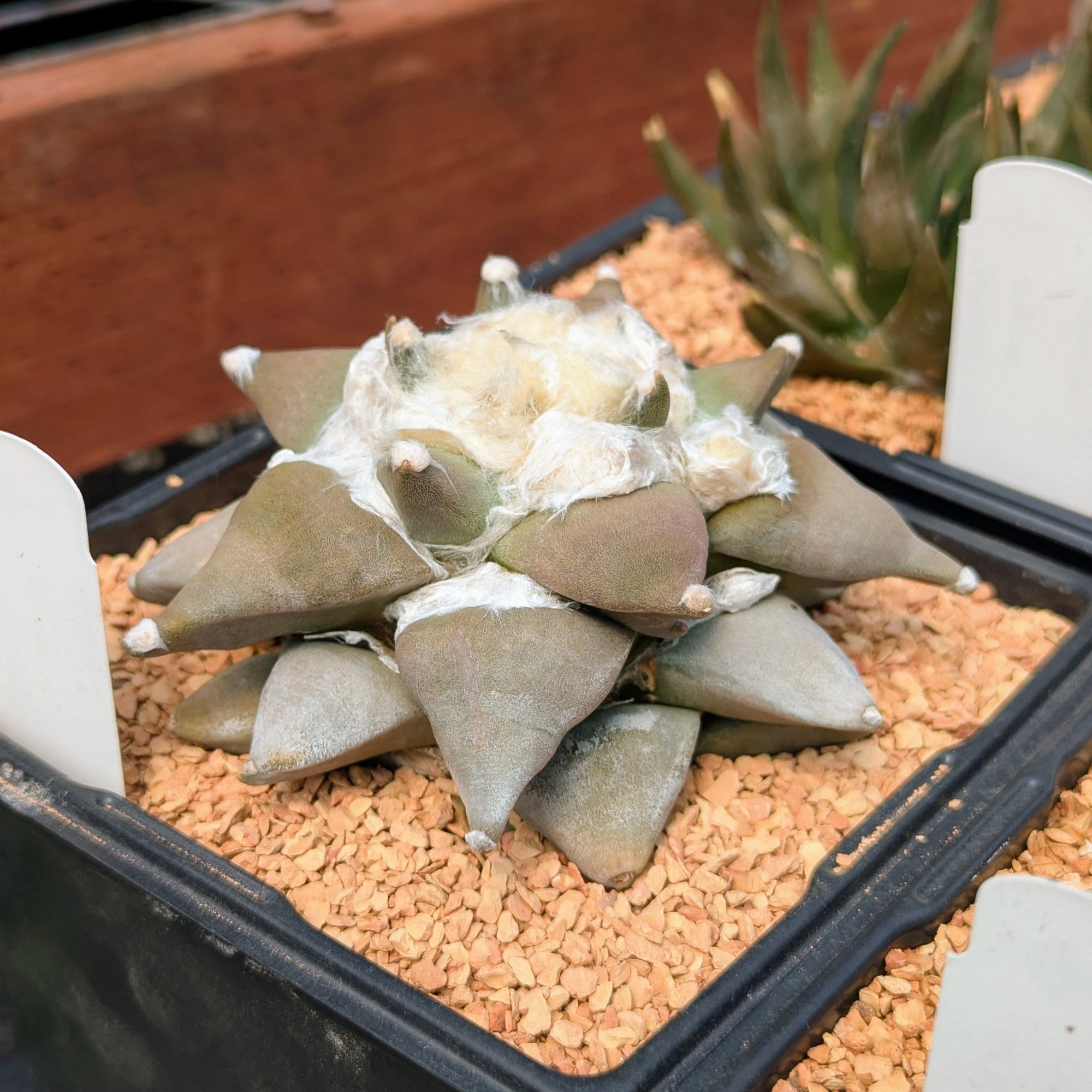 Ariocarpus Retusus - private sale - Vivid Root