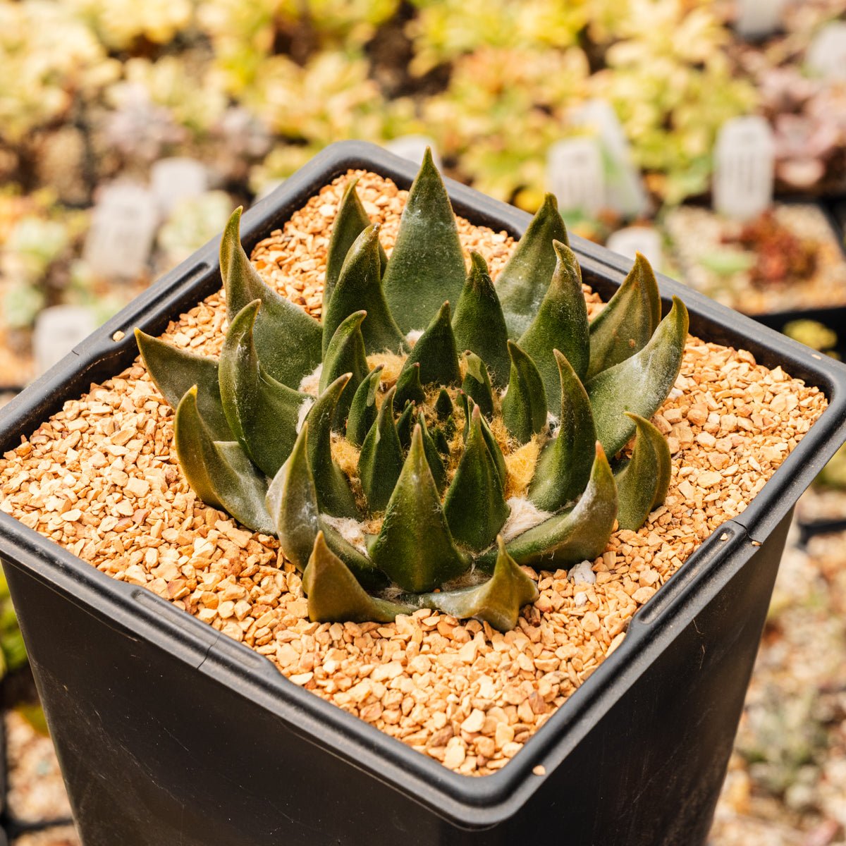 Ariocarpus trigonus - Vivid Root