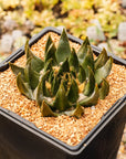 Ariocarpus trigonus - Vivid Root