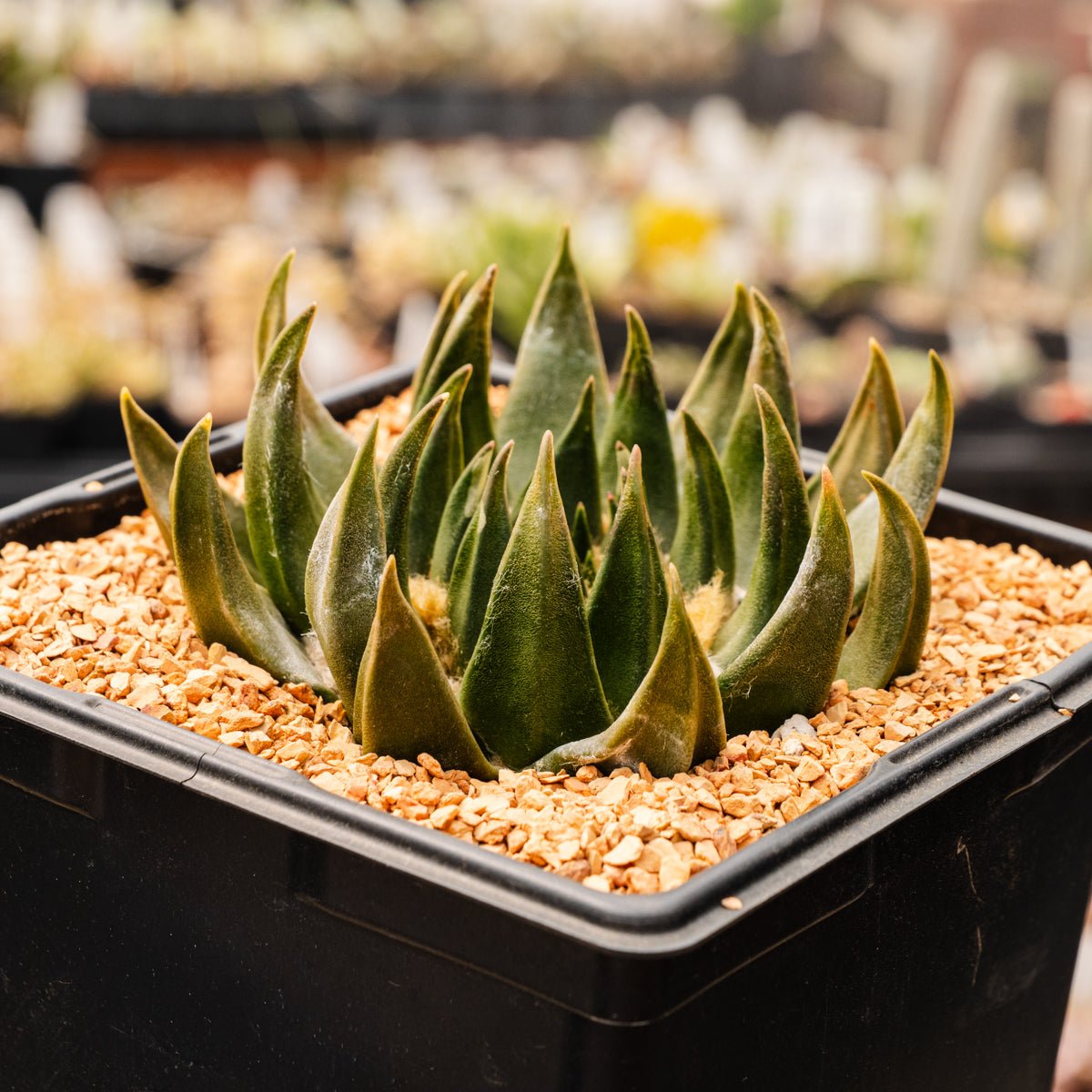Ariocarpus trigonus - Vivid Root