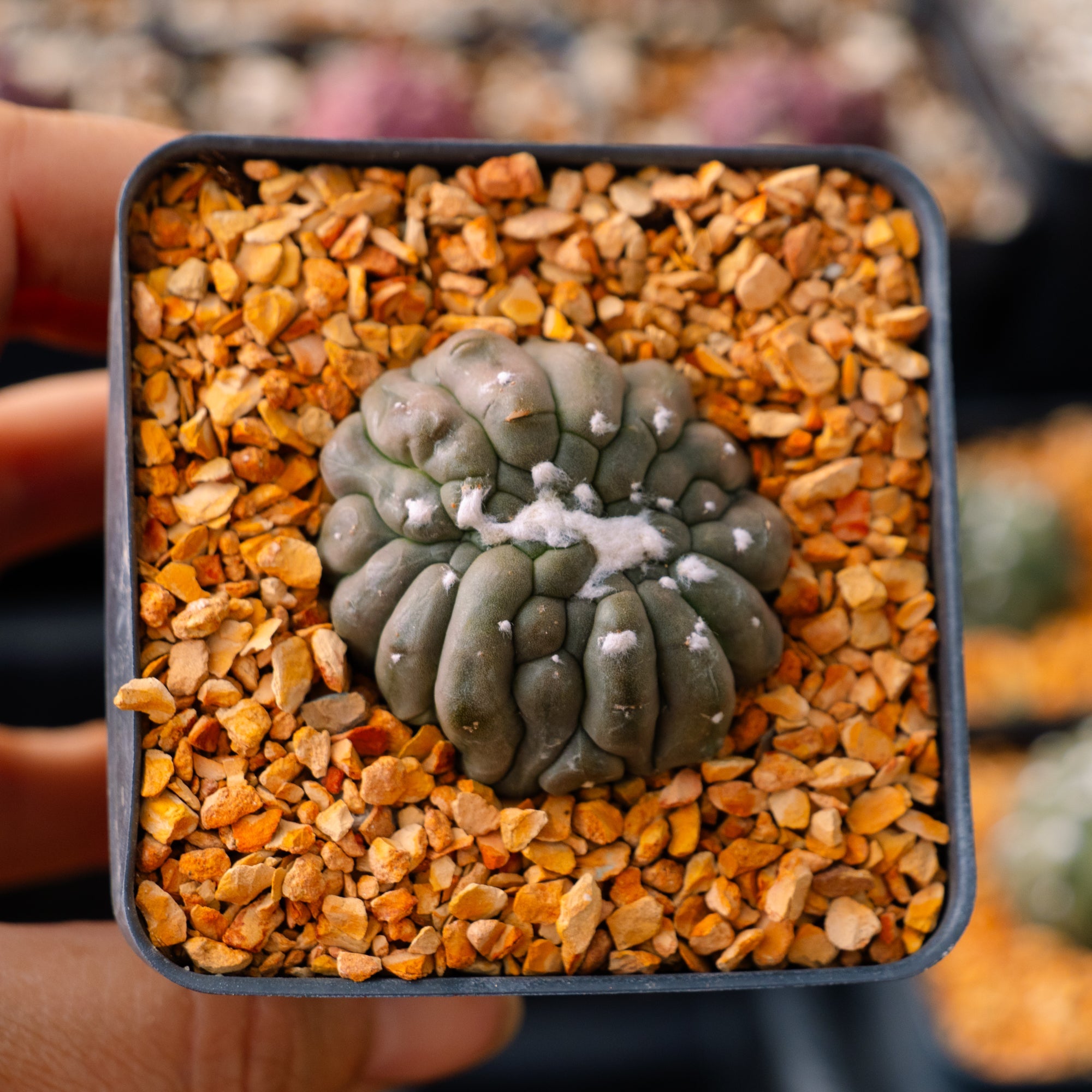 astrophytum-asterias-f-kikko-