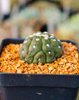 Astrophytum asterias f. kikko lizard skin cristata | One & Only | E - Vivid Root