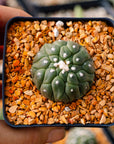Astrophytum asterias f. kikko lizard skin | One & Only | B - Vivid Root