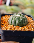 Astrophytum asterias f. kikko lizard skin | One & Only | B - Vivid Root