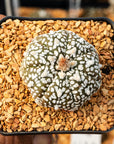 Astrophytum asterias - 'V - Type' | One & Only | B - Vivid Root
