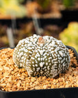 Astrophytum asterias - 'V - Type' | One & Only | B - Vivid Root