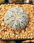 Astrophytum asterias - 'V - Type' | One & Only | E - Vivid Root