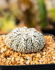 Astrophytum asterias - 'V - Type' | One & Only | E - Vivid Root