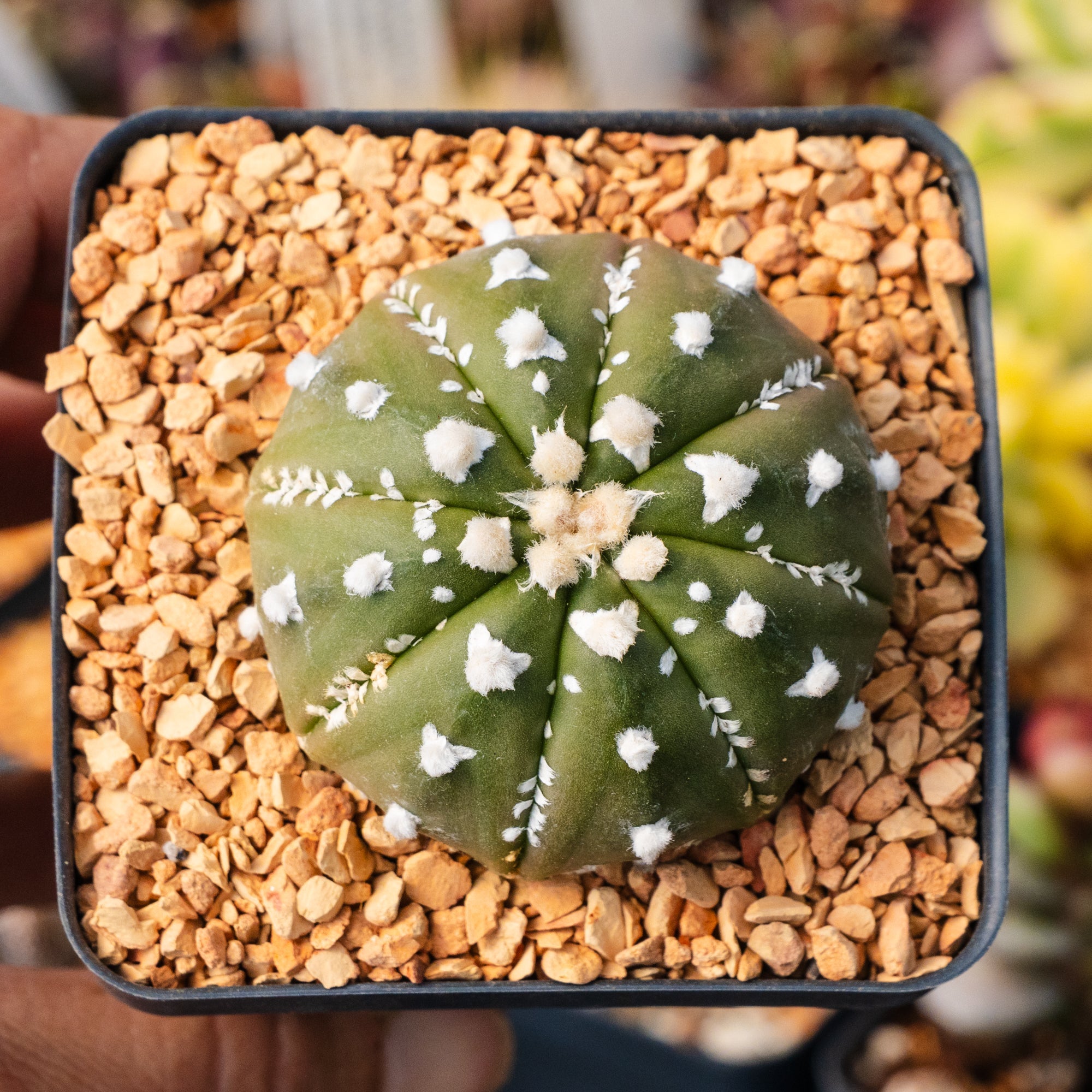 OZWRT Spirit of Astrophytum オズワート 園芸用品