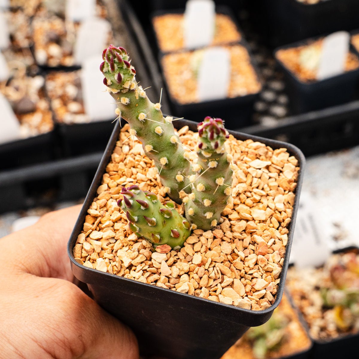 Austrocylindropuntia verschaffeltii - Vivid Root