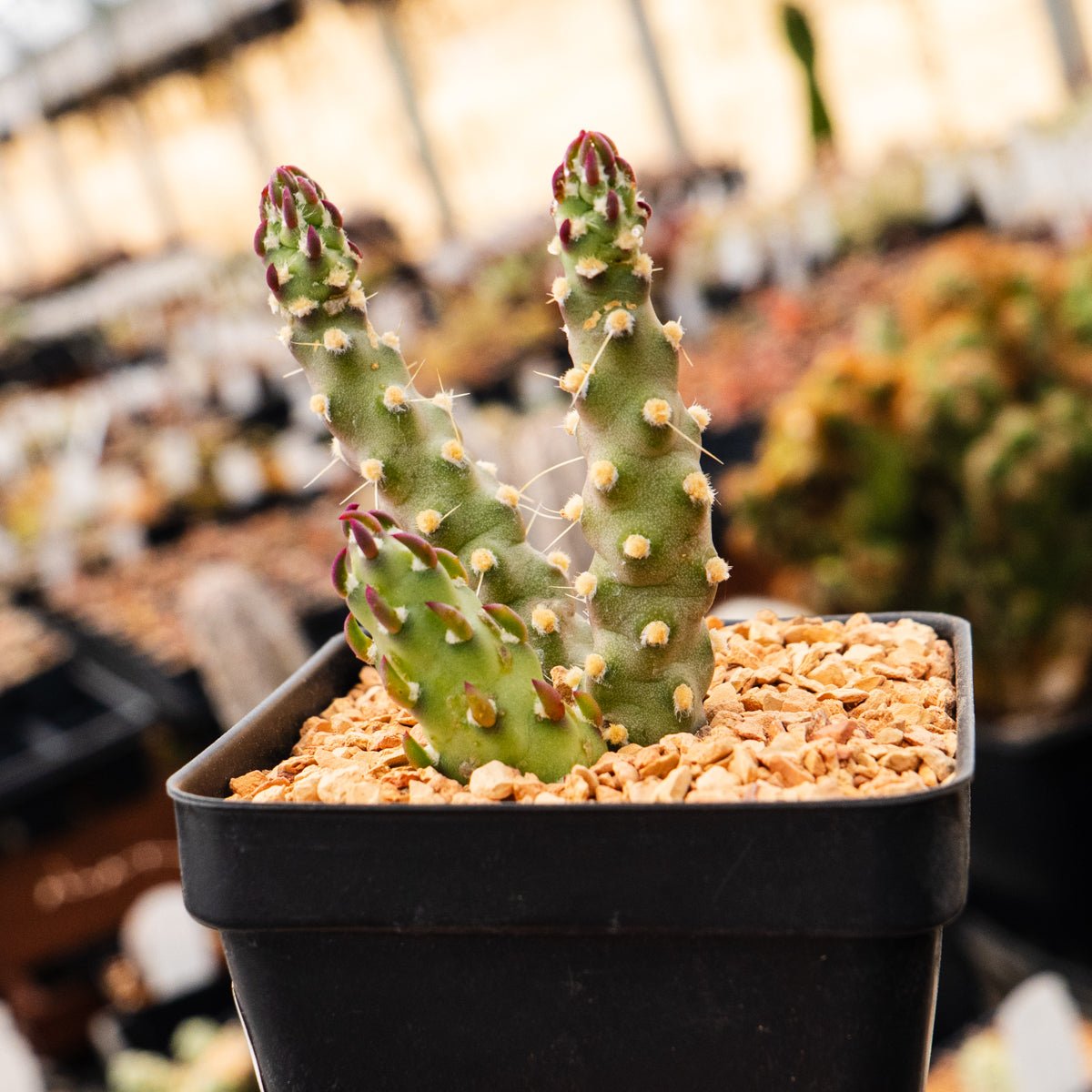 Austrocylindropuntia verschaffeltii - Vivid Root