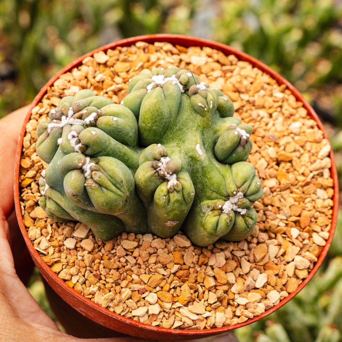 Cereus forbesii monstrose 'Ming Thing' - Vivid Root
