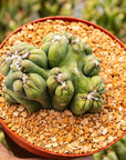 Cereus forbesii monstrose 'Ming Thing' - Vivid Root
