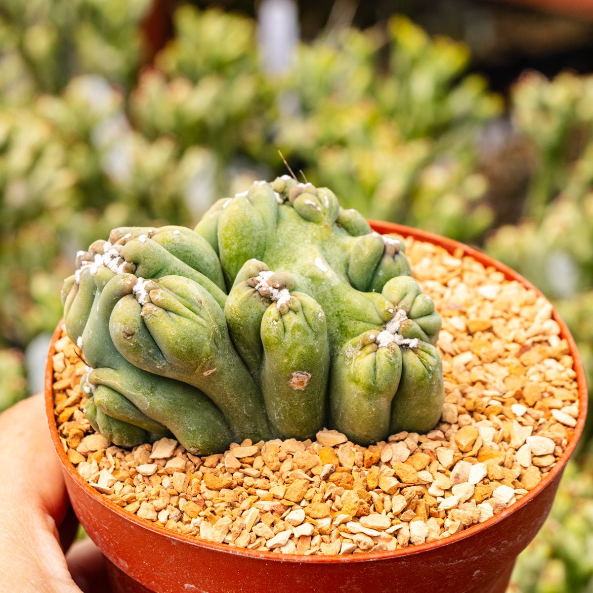 Cereus forbesii monstrose 'Ming Thing' - Vivid Root