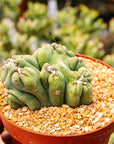 Cereus forbesii monstrose 'Ming Thing' - Vivid Root