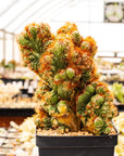 Cereus peruvianus f. monstruosa variegata - Vivid Root