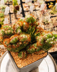 Cereus peruvianus f. monstruosa variegata - Vivid Root