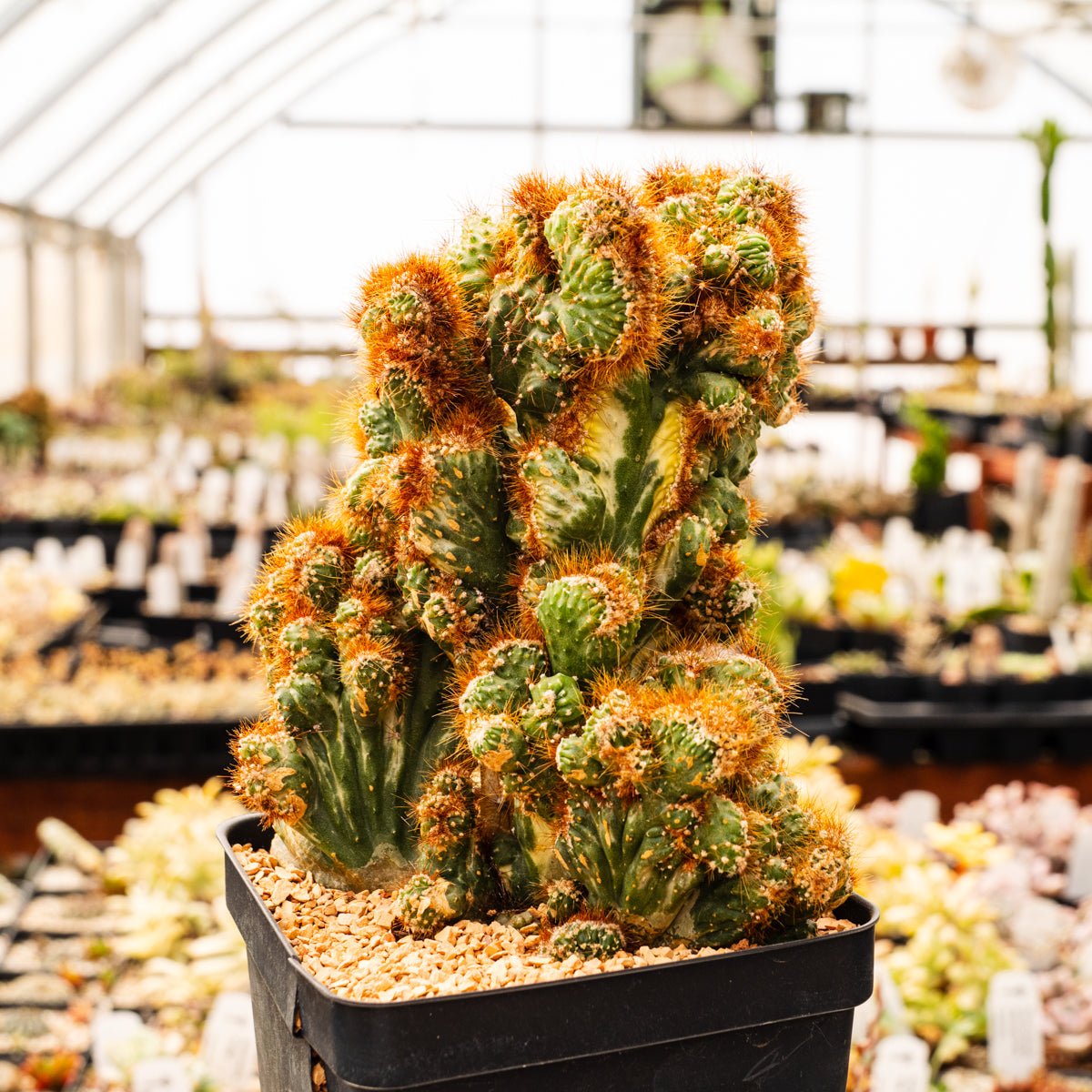 Cereus peruvianus f. monstruosa variegata - Vivid Root