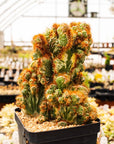 Cereus peruvianus f. monstruosa variegata - Vivid Root