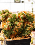 Cereus peruvianus f. monstruosa variegata - Vivid Root