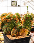 Cereus peruvianus f. monstruosa variegata - Vivid Root