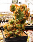 Cereus peruvianus f. monstruosa variegata - Vivid Root