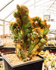 Cereus peruvianus f. monstruosa variegata | One & Only | A - Vivid Root