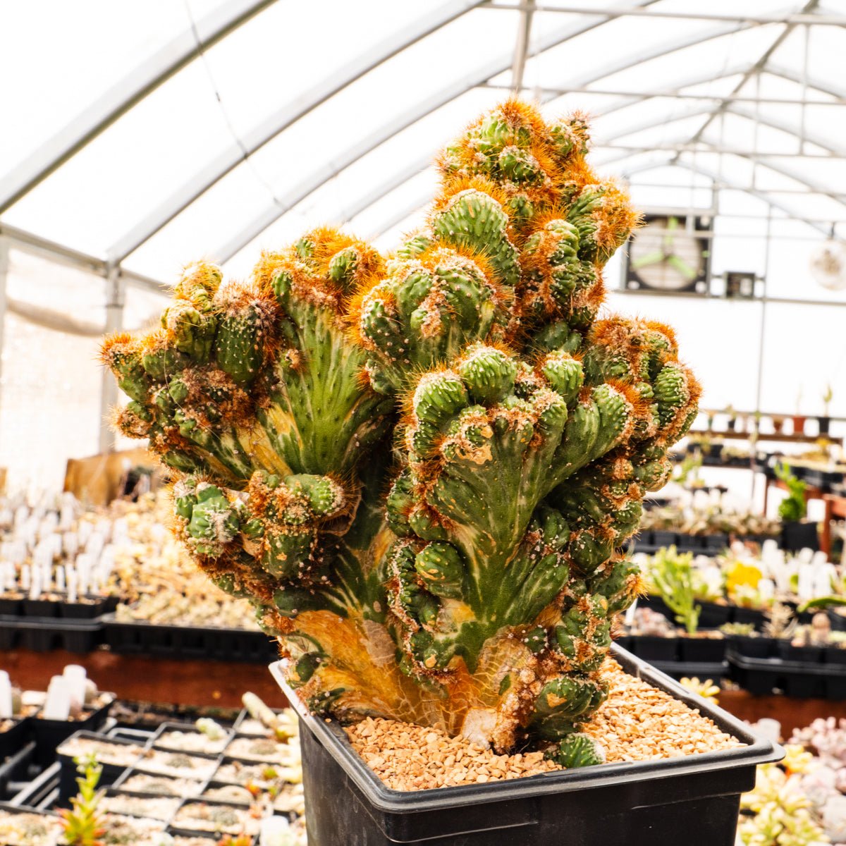 Cereus peruvianus f. monstruosa variegata | One & Only | A - Vivid Root