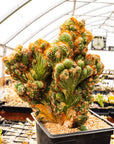 Cereus peruvianus f. monstruosa variegata | One & Only | A - Vivid Root
