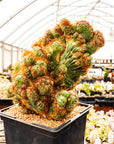 Cereus peruvianus f. monstruosa variegata | One & Only | B - Vivid Root