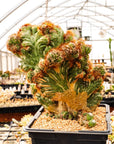 Cereus peruvianus f. monstruosa variegata | One & Only | B - Vivid Root