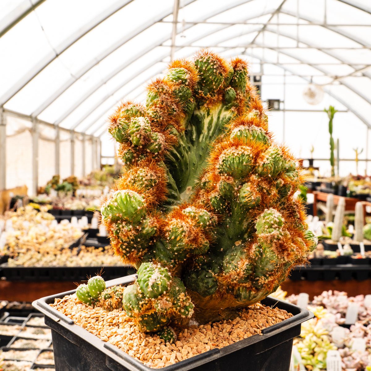 Cereus peruvianus f. monstruosa variegata | One & Only | B - Vivid Root