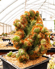 Cereus peruvianus f. monstruosa variegata | One & Only | B - Vivid Root