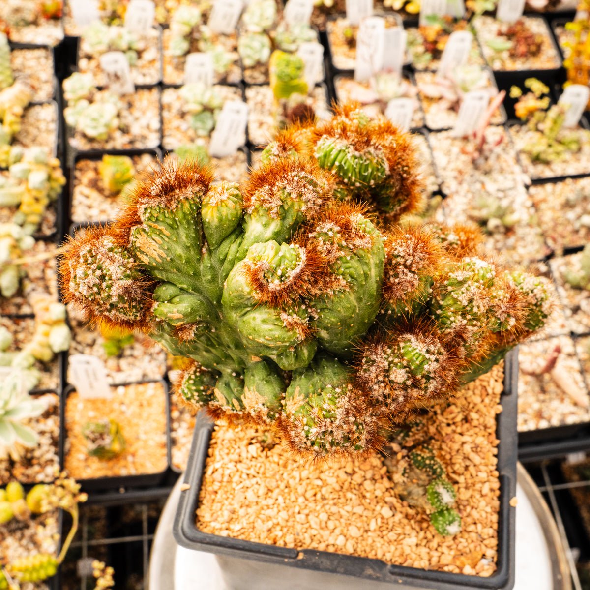 Cereus peruvianus f. monstruosa variegata | One & Only | B - Vivid Root