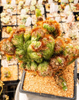 Cereus peruvianus f. monstruosa variegata | One & Only | B - Vivid Root