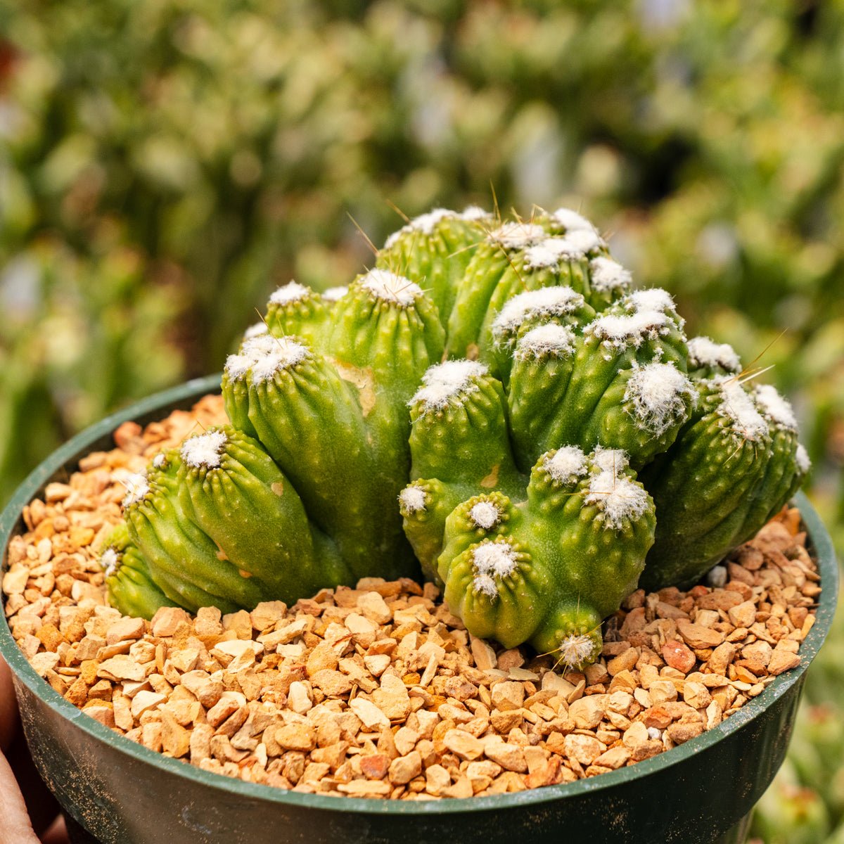 Cereus repandus f. monstrose - Vivid Root