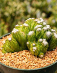 Cereus repandus f. monstrose - Vivid Root