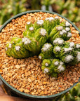 Cereus repandus f. monstrose - Vivid Root