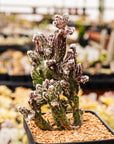 Cereus spegazzinii - Vivid Root