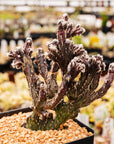 Cereus spegazzinii - Vivid Root
