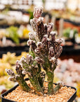 Cereus spegazzinii - Vivid Root