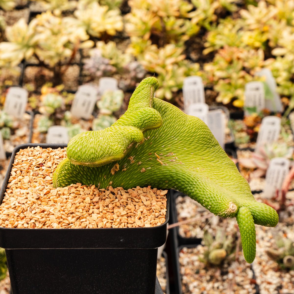 Cleistocactus winteri colademono f. inermis crested | One & Only | A - Vivid Root