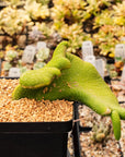 Cleistocactus winteri colademono f. inermis crested | One & Only | A - Vivid Root