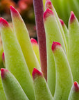 Cotyledon orbiculata var oblonga - Vivid Root