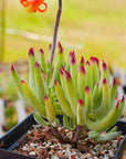 Cotyledon orbiculata var oblonga - Vivid Root